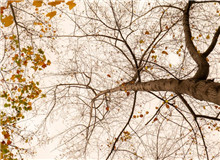 朴素之语尽写万物卑微之美　　“深山多古木多阔叶木，多山泉。”短短的这句话，蕴藏了六年的足迹与情感。[详细]